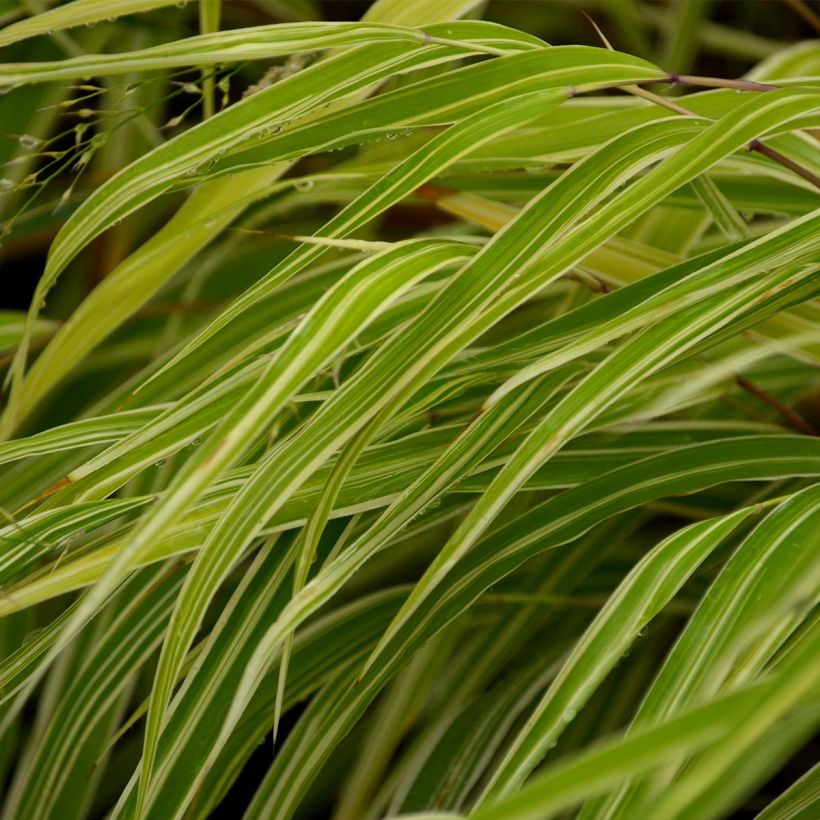 Hakonechloa macra Albostriata - Erba della foresta giapponese (Fogliame)