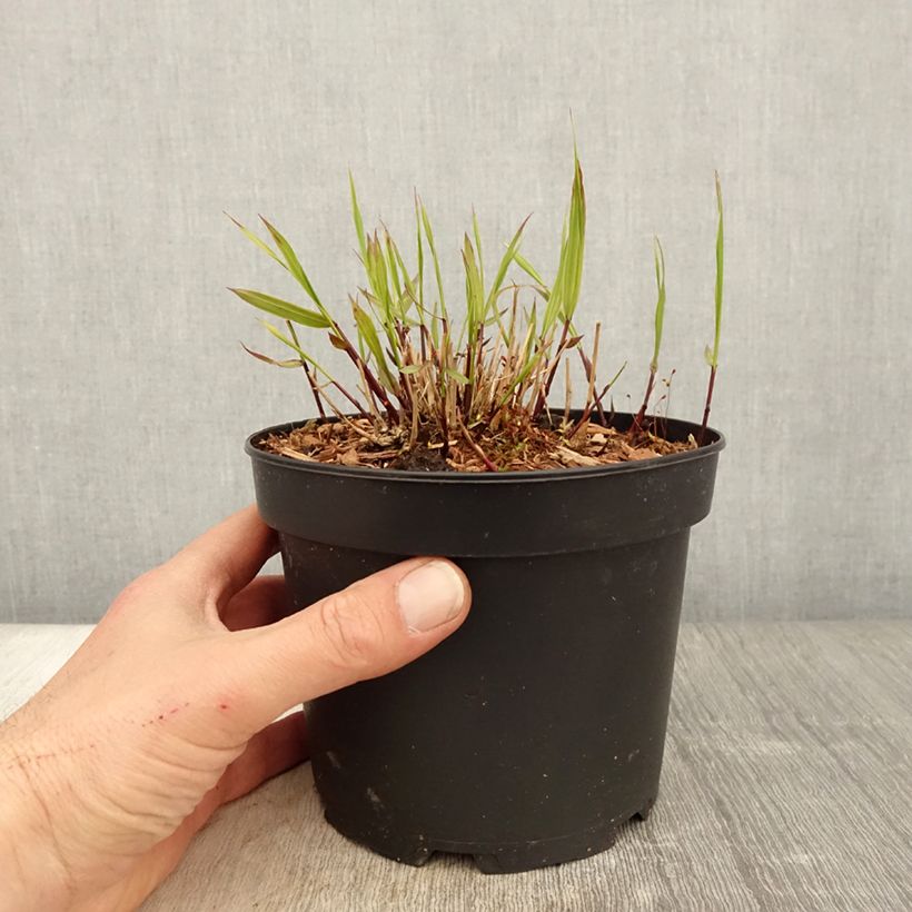 Herbe du Japon - Hakonechloa macra Albostriata en pot de 2l/3L esemplare consegnato in primavera