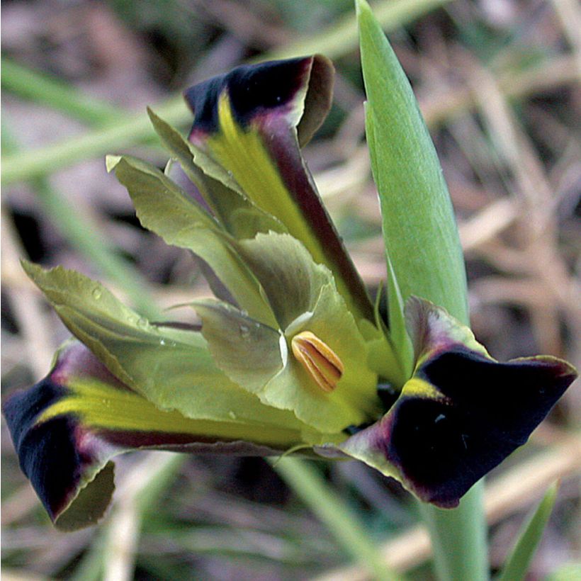 Iris tuberosus - Bellavedova (Fioritura)