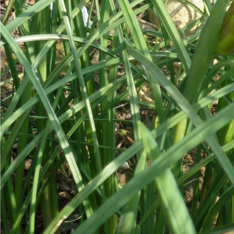 Iris tuberosus - Bellavedova (Fogliame)