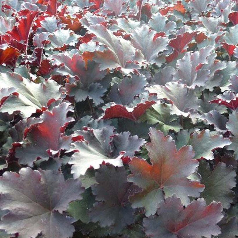 Heuchera Binoche (Fogliame)