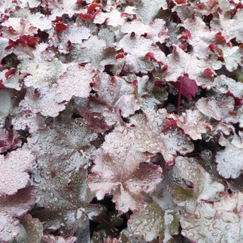 Heuchera Black Beauty (Fogliame)