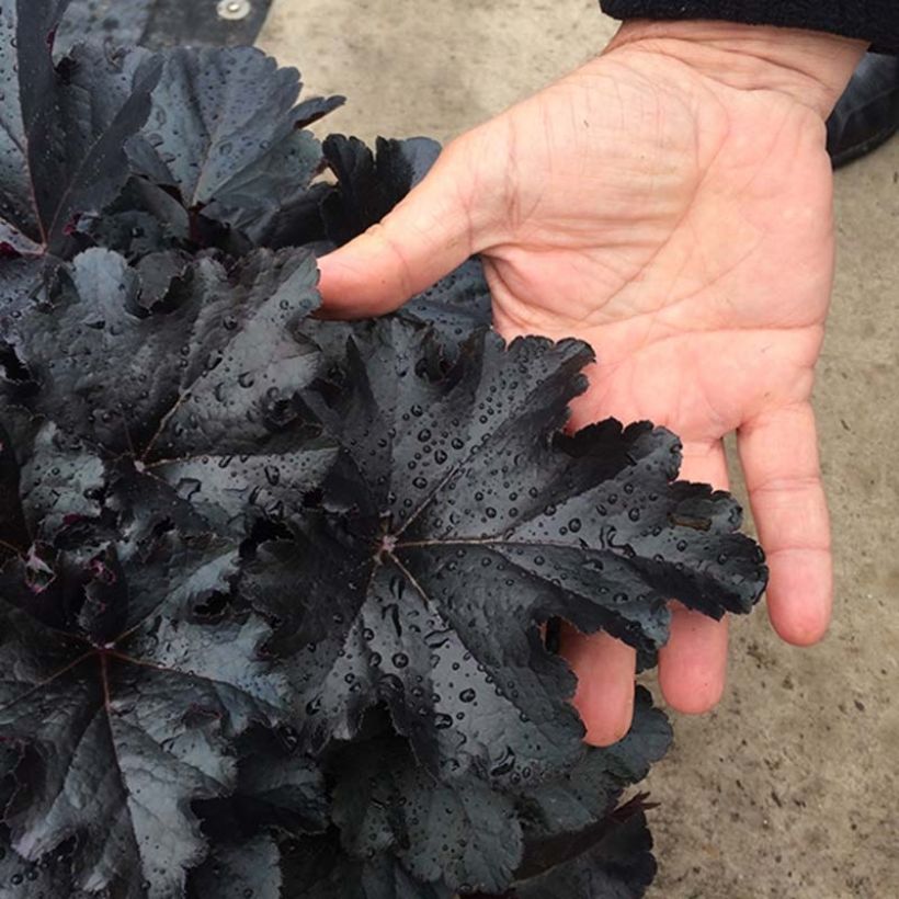 Heuchera Black Pearl (Fogliame)