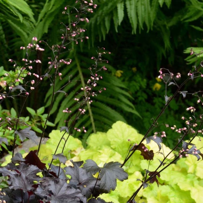 Heuchera Black Pearl (Fioritura)