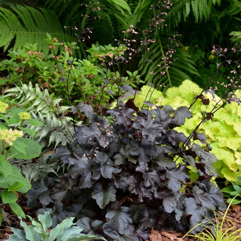 Heuchera Black Pearl (Porto)