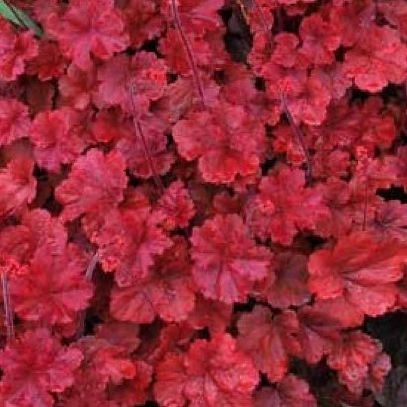 Heuchera Cherry Cola (Fogliame)