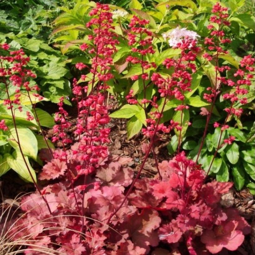 Heuchera Cherry Cola (Porto)