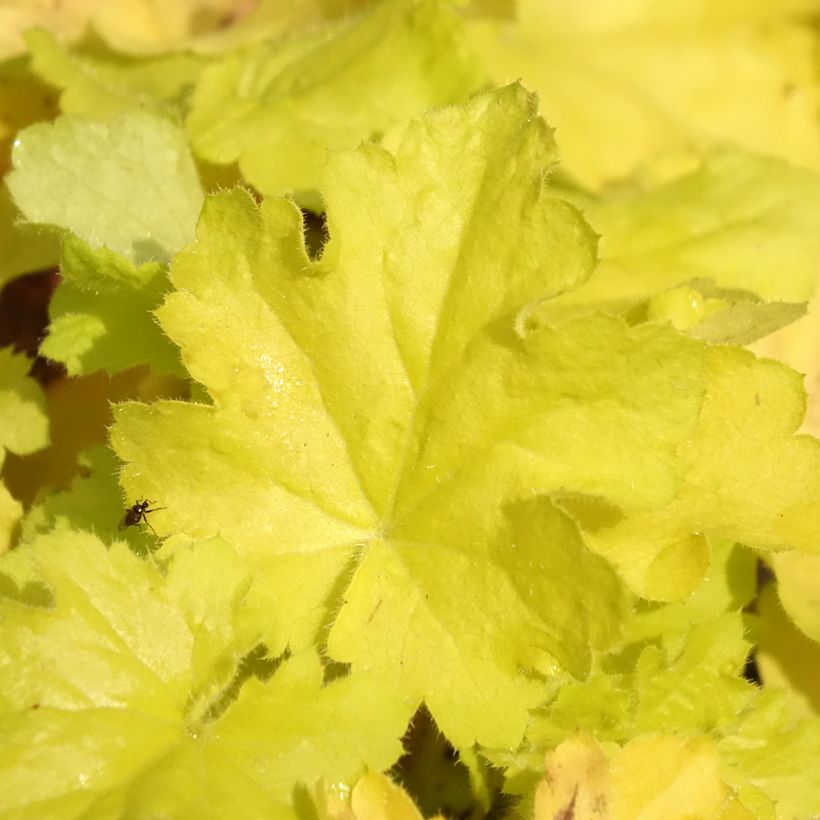 Heuchera Citronelle (Fogliame)