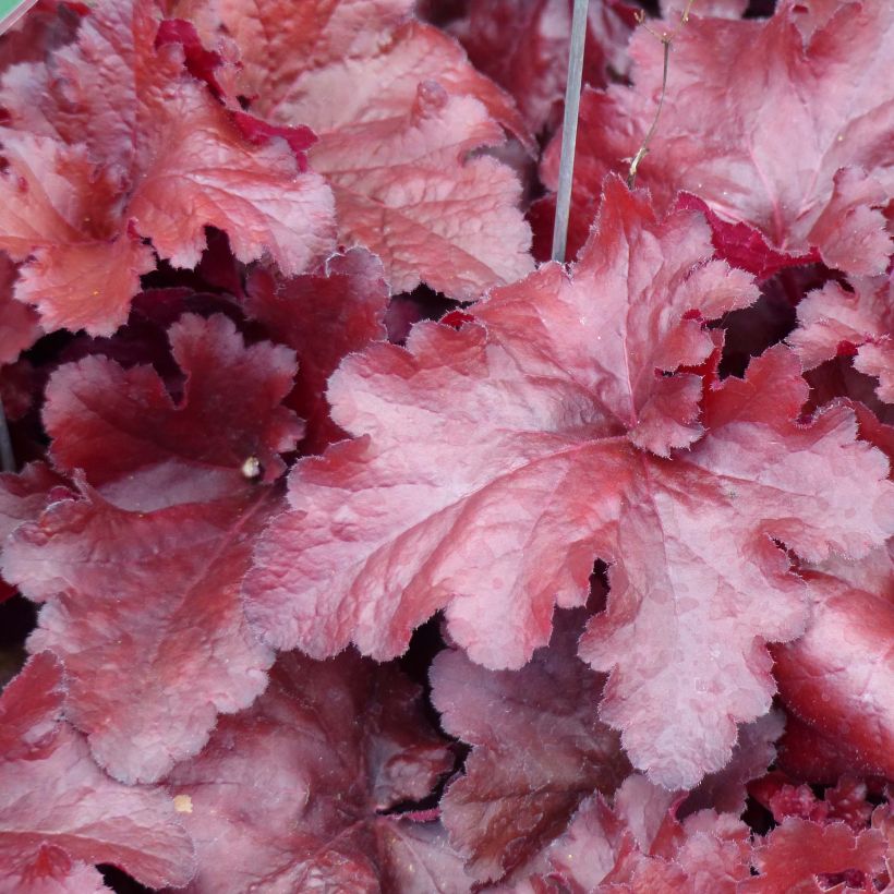 Heuchera Forever Red (Fogliame)