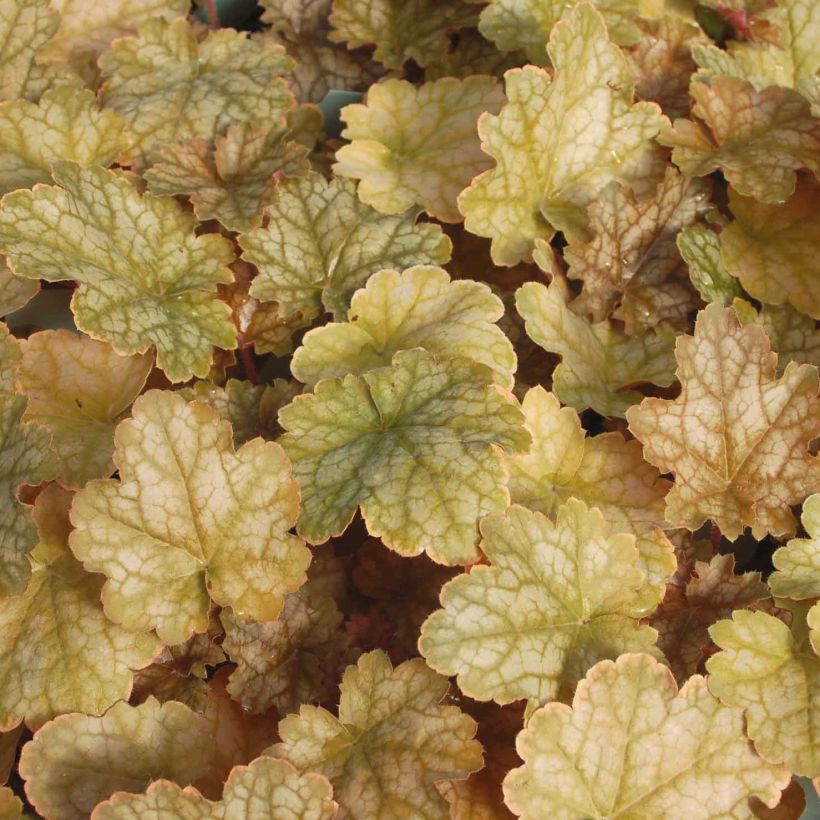 Heuchera Ginger Ale (Fogliame)