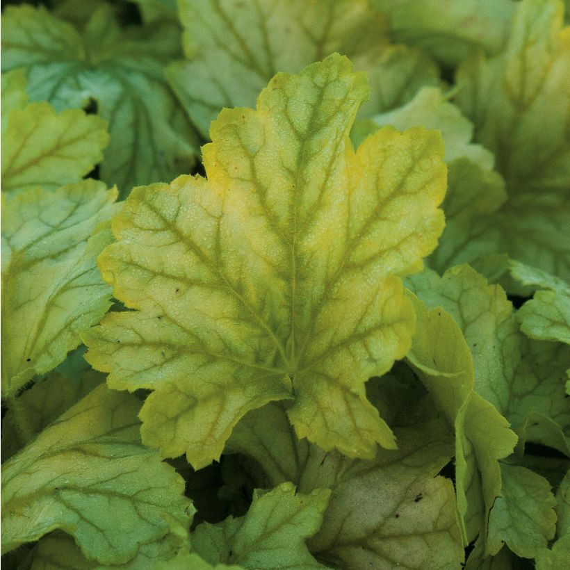 Heuchera Mint Julep (Fogliame)