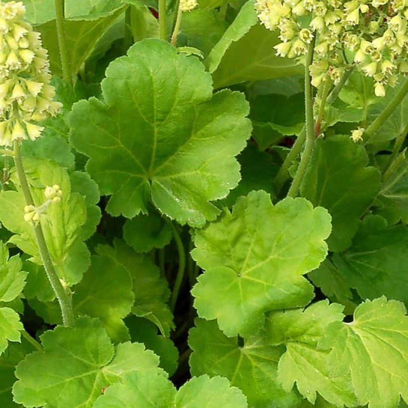 Heuchera Little Cutie Blondie in Lime (Fogliame)