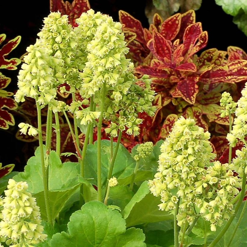 Heuchera Little Cutie Blondie in Lime (Fioritura)