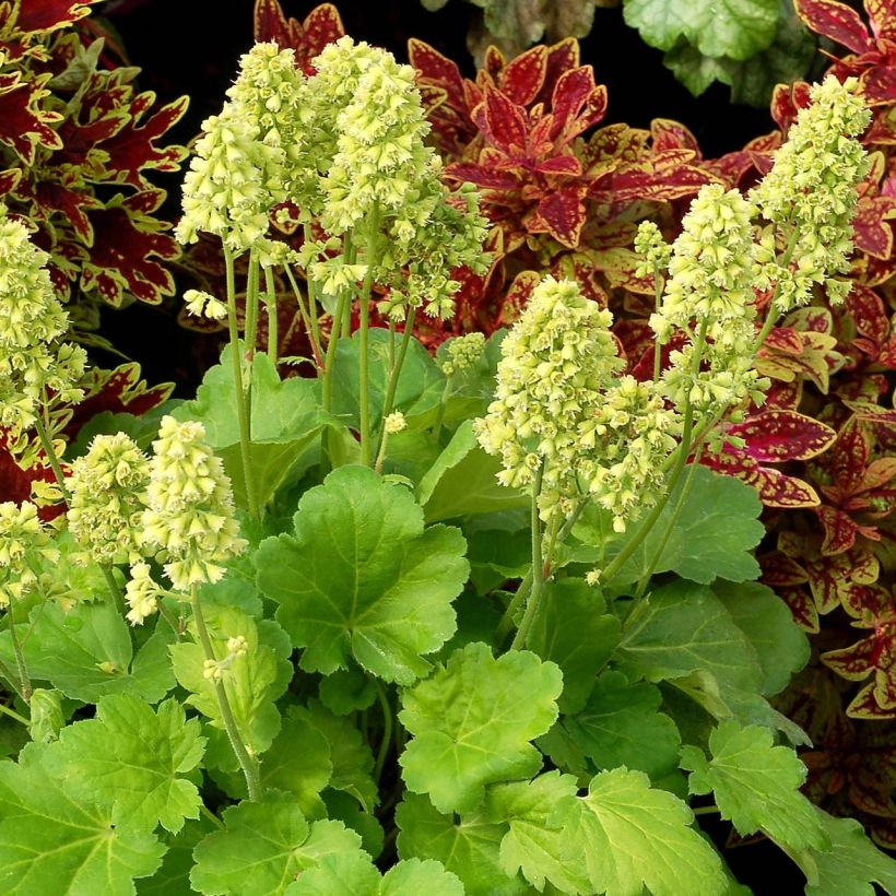 Heuchera Little Cutie Blondie in Lime (Porto)