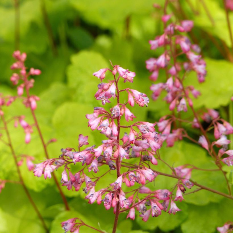 Heuchera Little Cuties Sweet Tart (Fioritura)