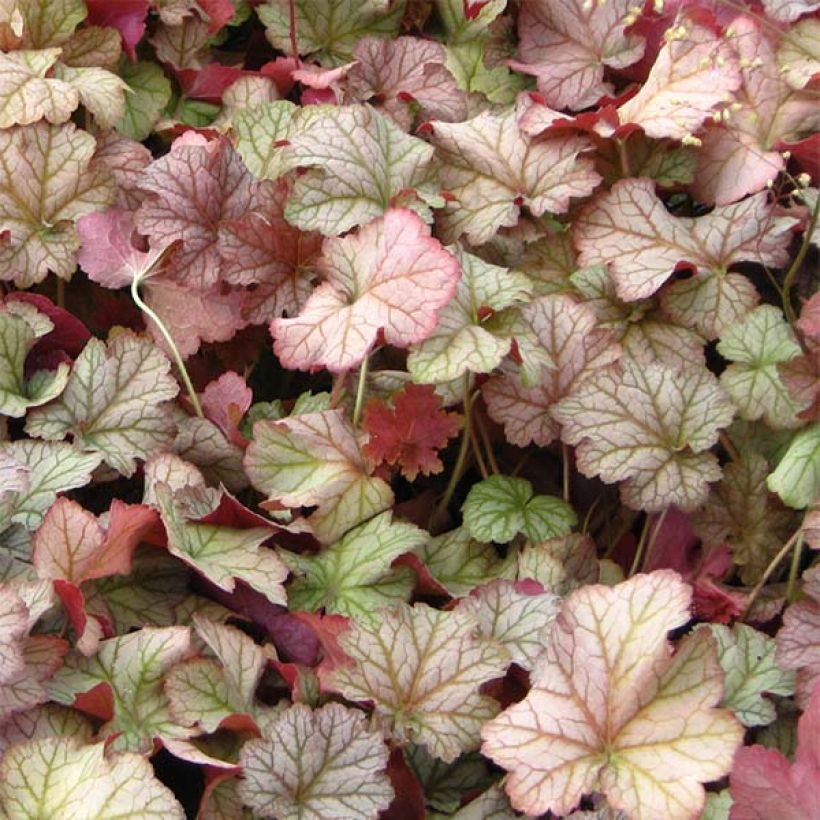 Heuchera Pinot Gris (Fogliame)