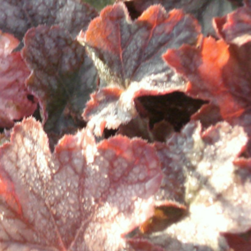 Heuchera Pinot Noir (Fogliame)