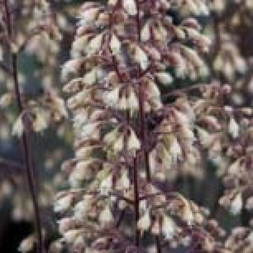 Heuchera Pinot Noir (Fioritura)