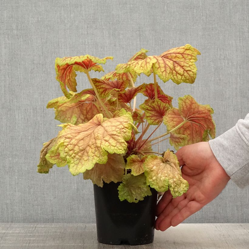 Heuchera Red Lightning - Heuchère - Pot de 1,5L/2L esemplare consegnato in primavera