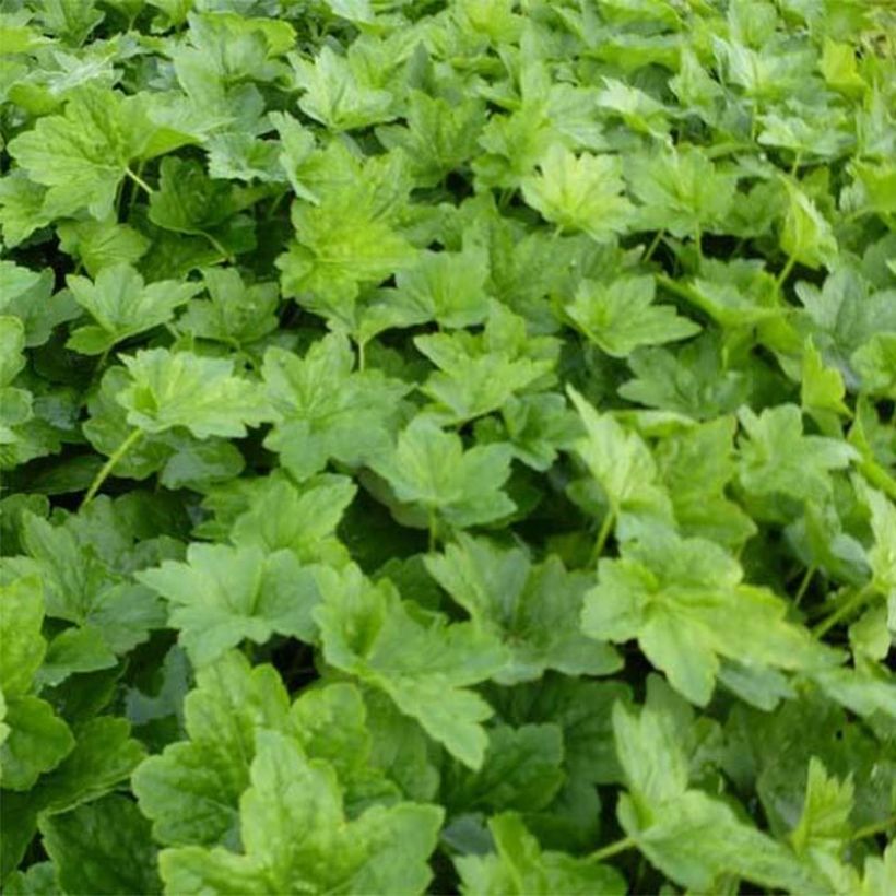 Heuchera Chantilly (Fogliame)