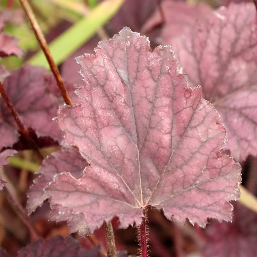 Heuchera Frosted Violet (Fogliame)