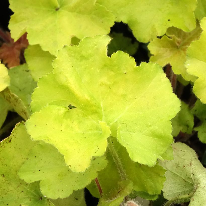 Heuchera Guacamole (Fogliame)