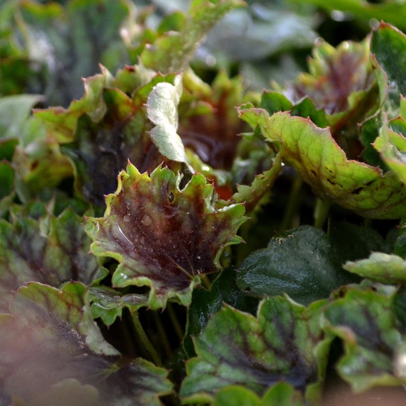 Heuchera americana Birkin (Fogliame)