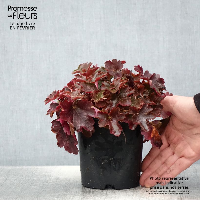 Heuchère - Heuchera Cherry Cola - Pot de 1L./1.5L. esemplare consegnato in inverno