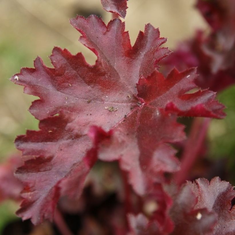 Heuchera Chocolate Ruffle (Fogliame)