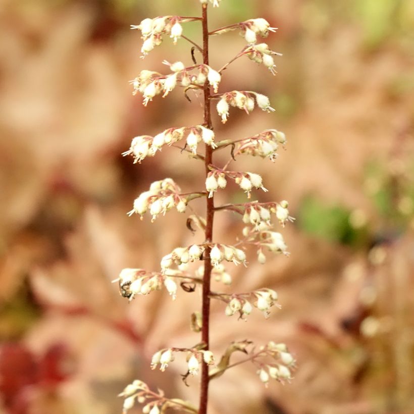 Heuchera Copper Dinosaur (Fogliame)