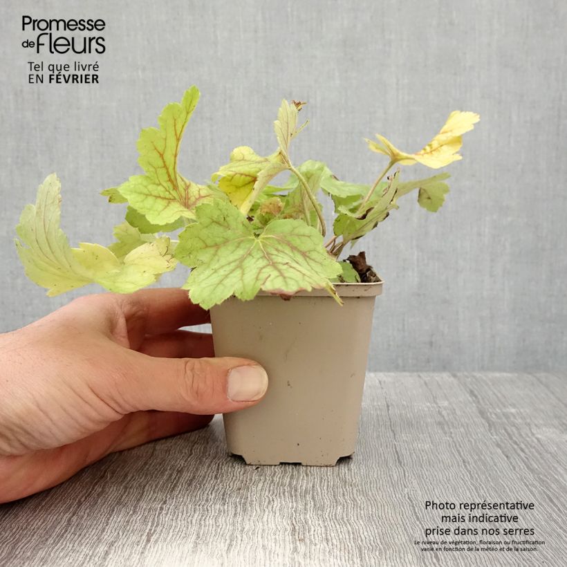 Heuchère - Heuchera Electric Lime Godet de 9cm esemplare consegnato in inverno