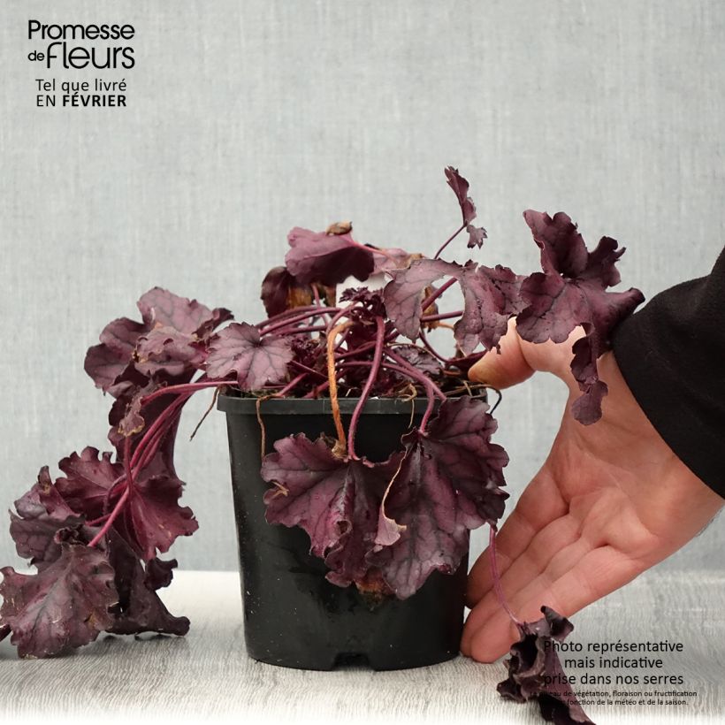 Heuchere - Heuchera Forever Purple Pot de 1.5L/2L esemplare consegnato in inverno