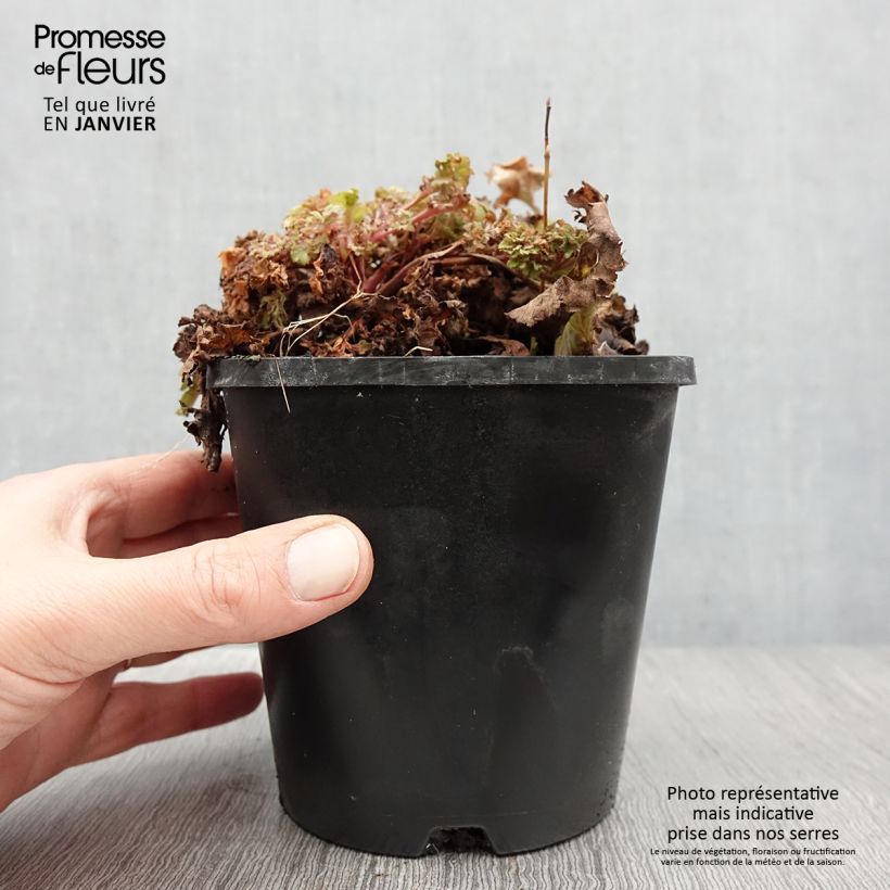 Heuchère - Heuchera Frilly Pot de 1,5L/2L esemplare consegnato in inverno