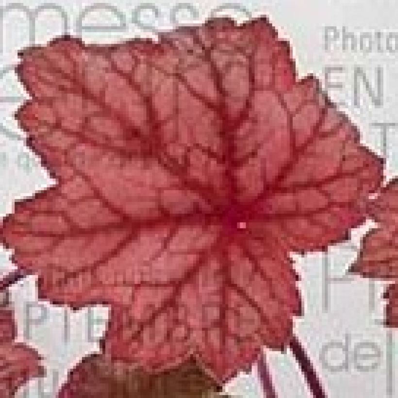 Heuchera Georgia Peach (Fogliame)