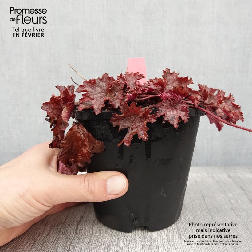 Heuchère - Heuchera Ginger Peach Pot de 1L/1.5L esemplare consegnato in inverno