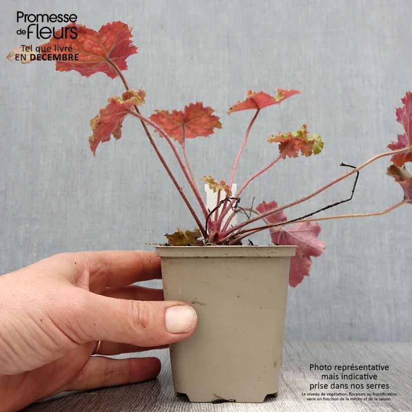 Heuchère - Heuchera Kassandra en godet de 8/9 cm esemplare consegnato in inverno