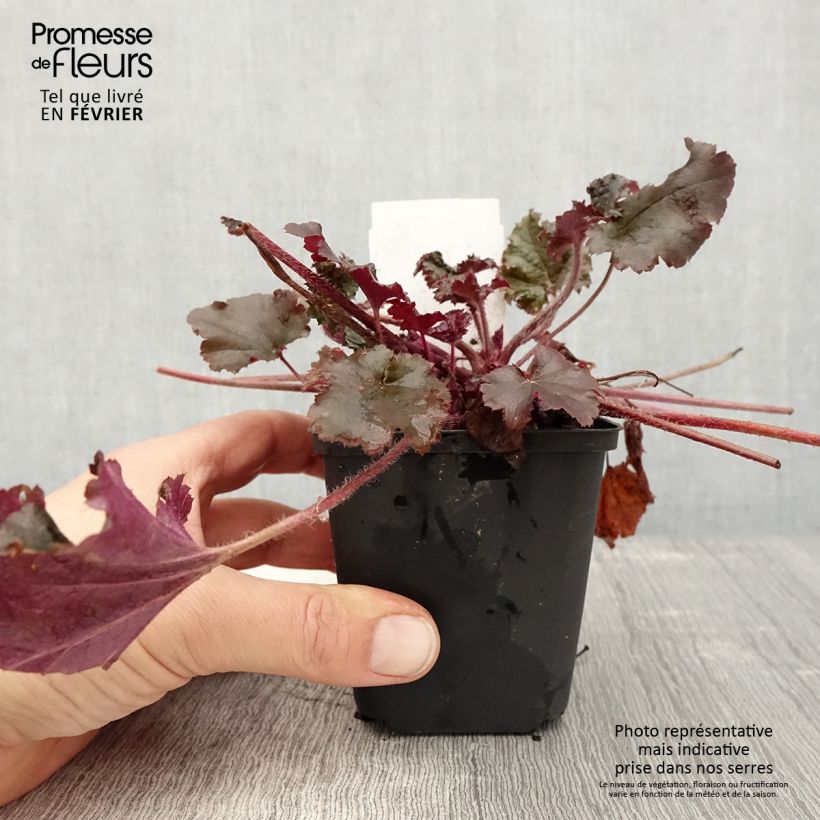 Heuchère - Heuchera L. Dark Secret - godet de 8/9cm esemplare consegnato in inverno