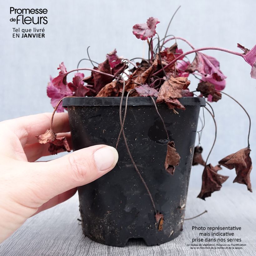 Heuchère - Heuchera Midnight Rose Pot de 1.5L/2L esemplare consegnato in inverno