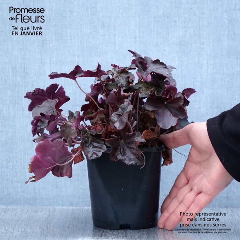 Heuchère, Heuchera Obsidian Pot de 1.5L/2L esemplare consegnato in inverno