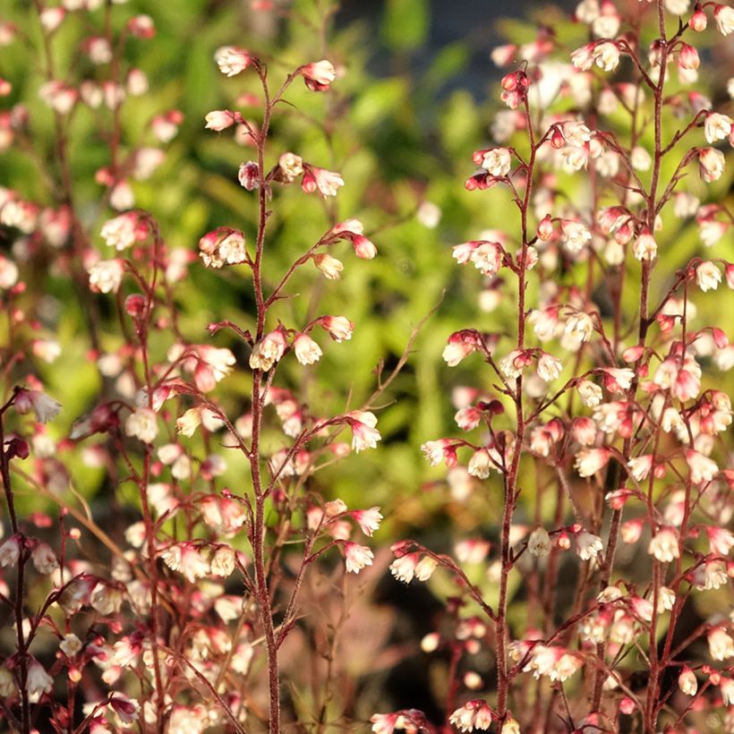 Heuchera Plum Royale (Fogliame)