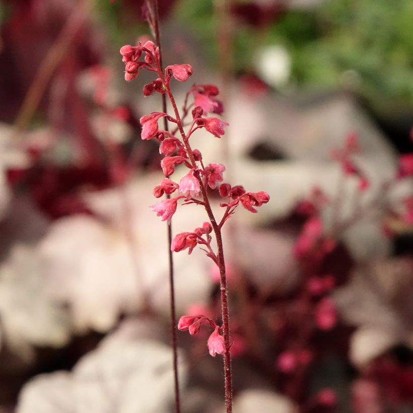 Heuchera Silver Gumdrop (Fioritura)