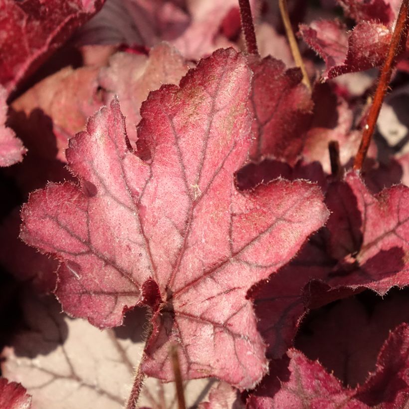 Heuchera Spellbound (Fogliame)