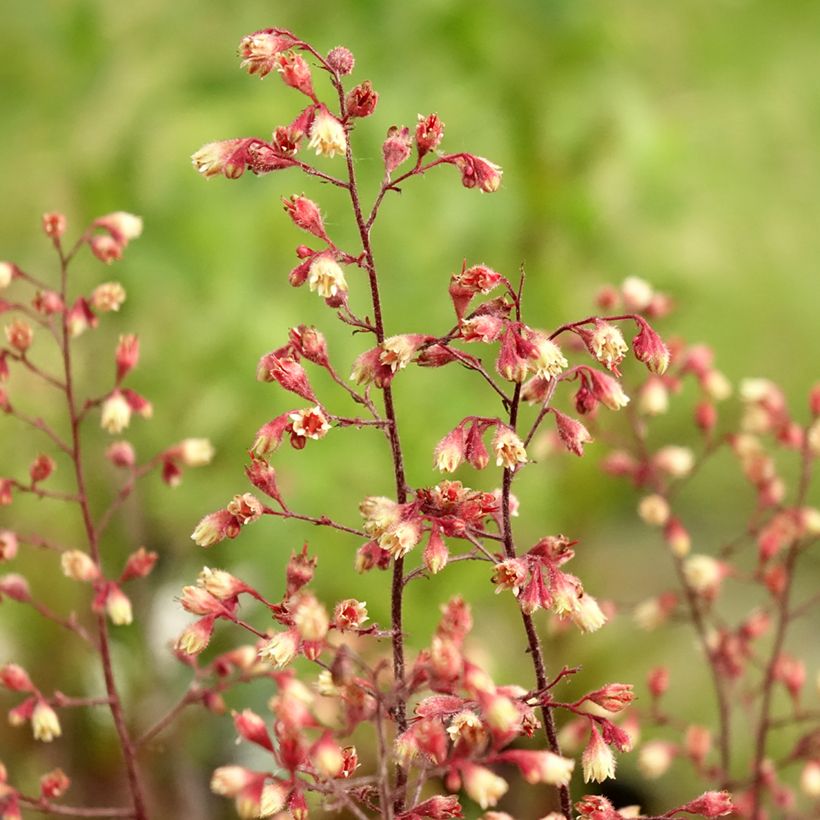 Heuchera Spellbound (Fioritura)