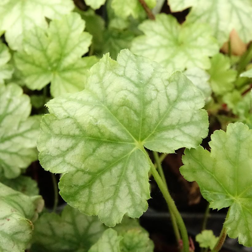 Heuchera Paris (Fogliame)