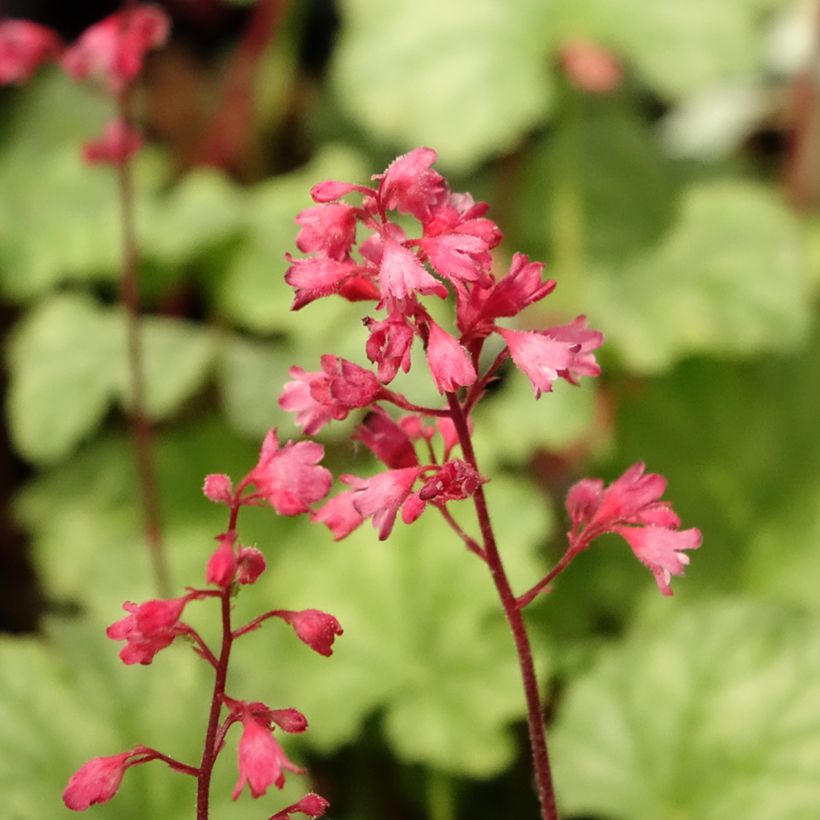 Heuchera Paris (Fioritura)