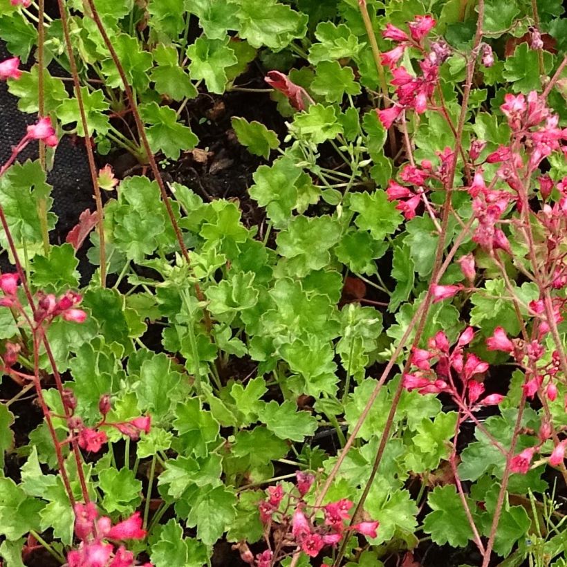 Heuchera Pluie de Feu (Fogliame)