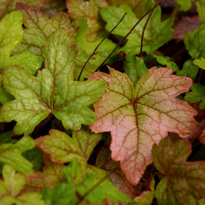 Heucherella Alabama sunrise (Fogliame)