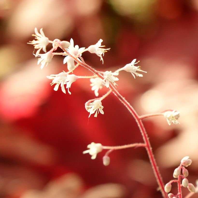 Heucherella Buttered Rum (Fogliame)