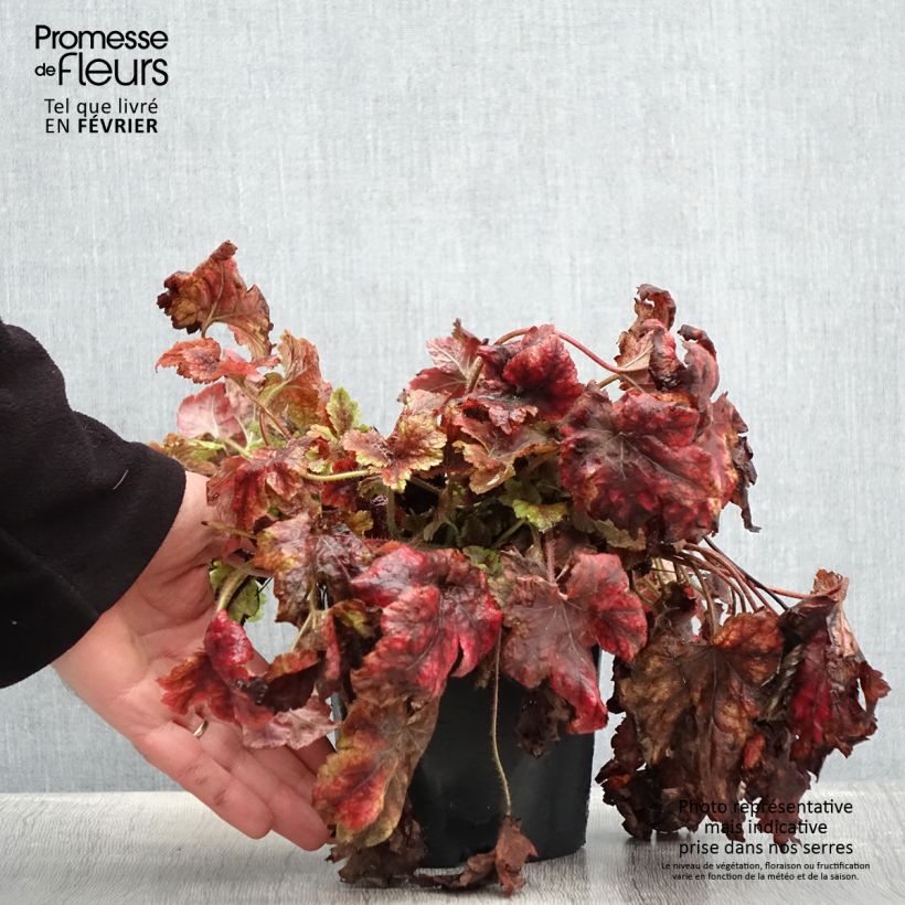 Heucherella Golden Zebra pot de 1.5L/2L esemplare consegnato in inverno