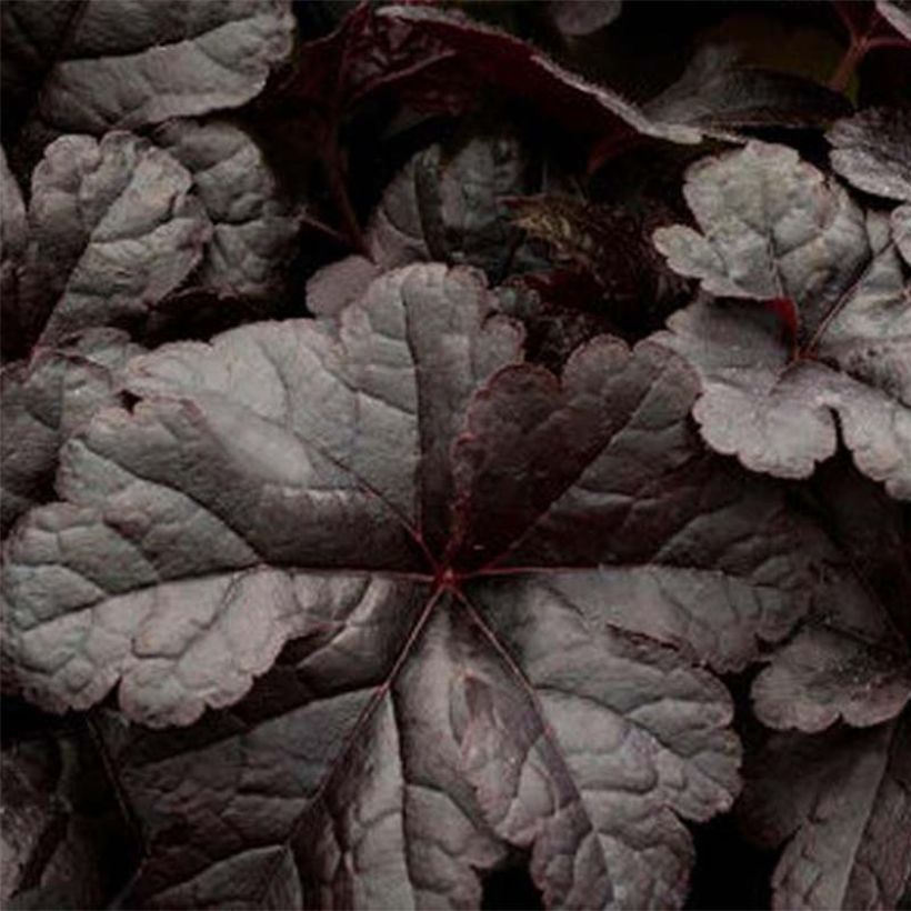 Heucherella Onyx (Fogliame)